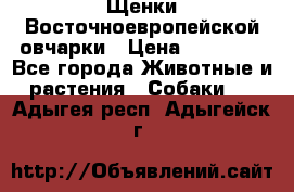 Щенки Восточноевропейской овчарки › Цена ­ 25 000 - Все города Животные и растения » Собаки   . Адыгея респ.,Адыгейск г.